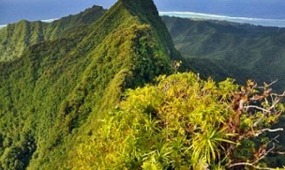 Cloud forest, Rarotonga. Cook Islands. Credit - SPREP
