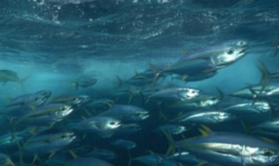 Cook Islands pay particular attention to the sustainable management of fisheries. 19110317