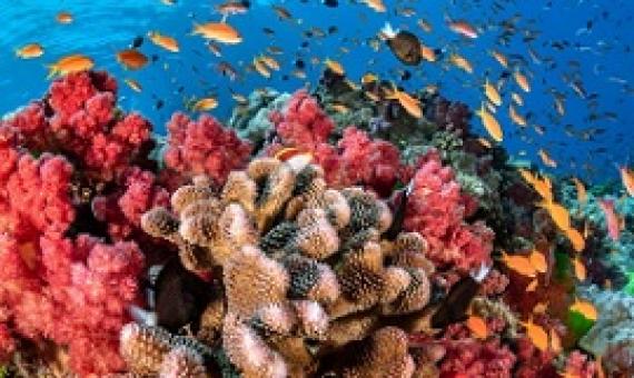 Coral reefs. Credit - National Geographic