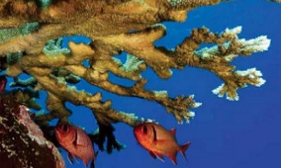 coral reefs. Credit - NOAA
