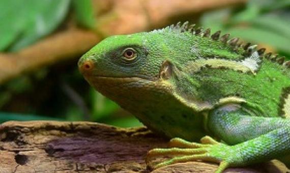 Fiji crested Iguana