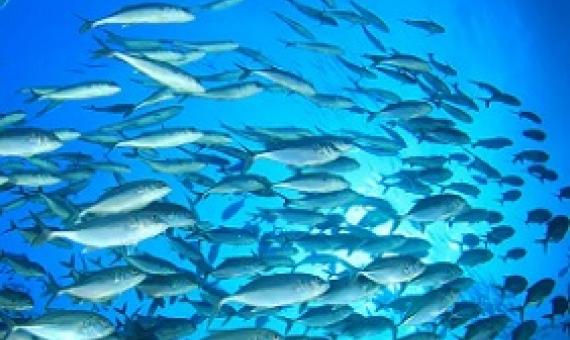 School of fish