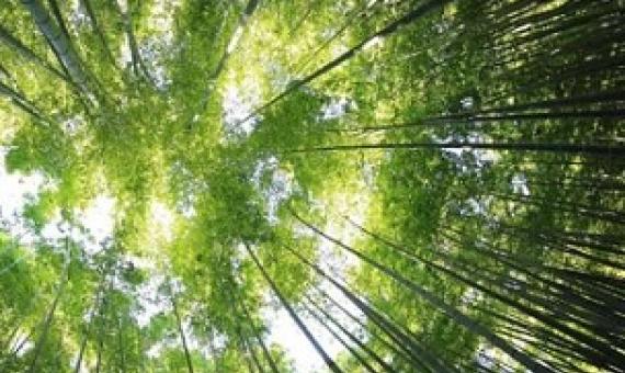 indigenous forests