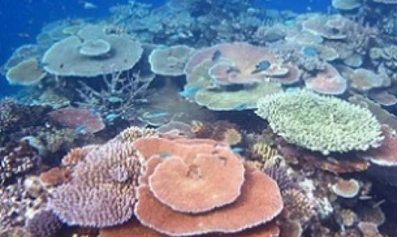Great Barrier Reef, Australia. Credit - Australian Institute of Marine Science (AIMS)AIMS