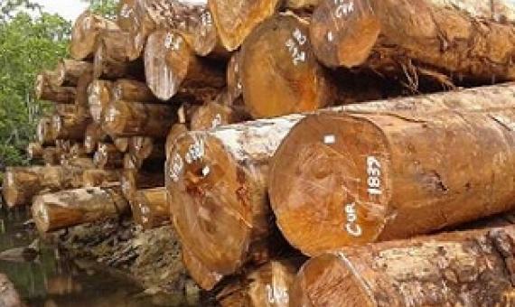 Tubi, commonly known as Rie or Queen Ebony,is a very exotic timber that only grows in parts of south Choiseul and San Jorge Island in Isabel province, Solomon Islands. Credit - www.solomonstarnews.com