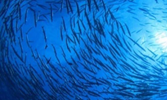 marine protected area