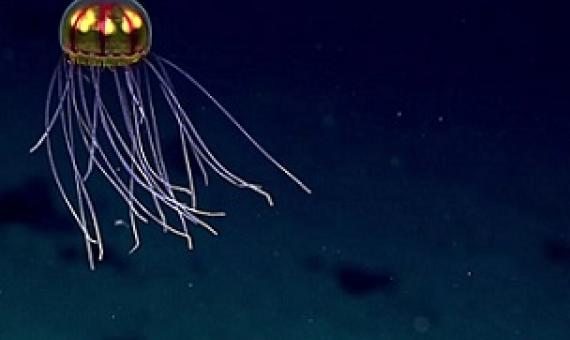 Credit - NOAA