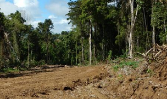deforestation
