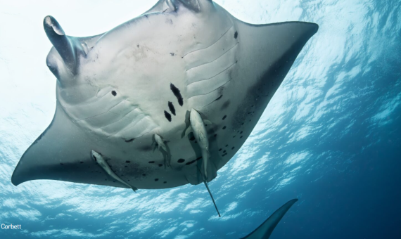 Devil Rays