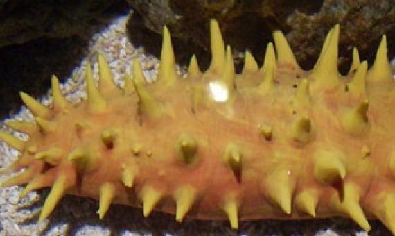 sea cucumber. Photo: 123RF