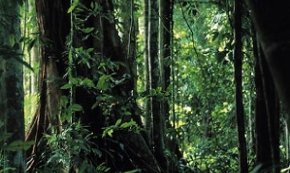 tropical forest