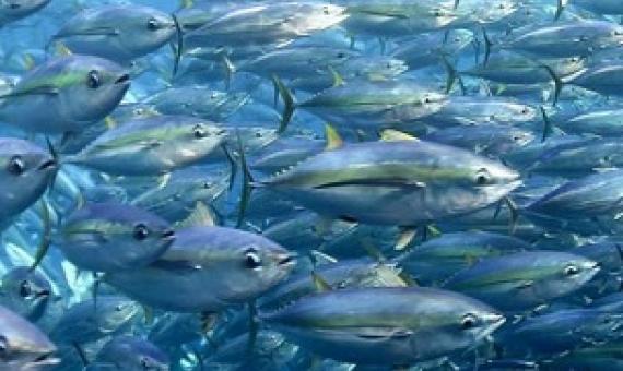 School of tuna. Photo FabienForget, ISSF.