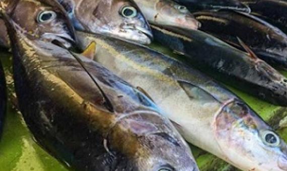 world Tuna day
