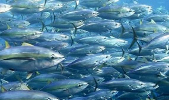 School of tuna. Photo - FabienForget, ISSF.