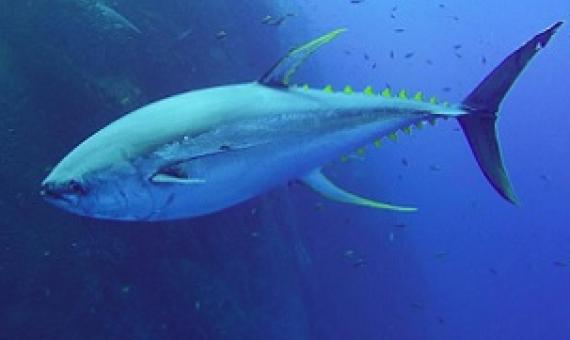 A solitary tuna swimming in the Socorro Islands in the Pacific. Tiffany Duong / Ocean Rebels