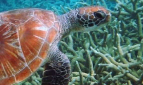 green turtle. Credit - SPREP