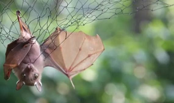 Bats may harbour viruses, but should not be persecuted, say experts. Credit - Getty Images