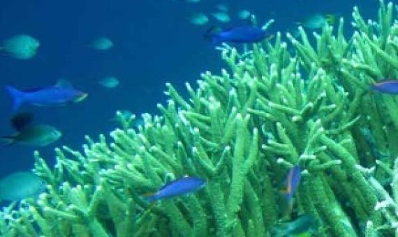 coral reef