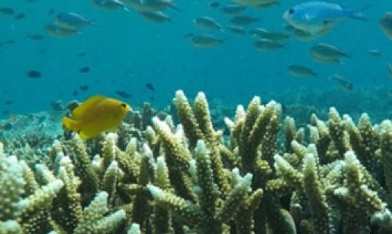 coral reefs. source - mongabay.com