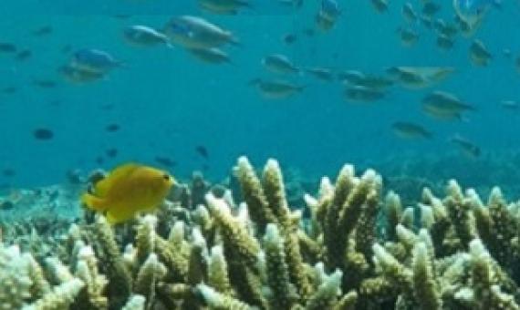 Coral reef. Credit - www.mongabay.com