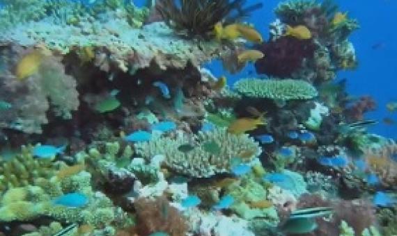 Fiji coral reefs. credit - Fbcnews.com.fj