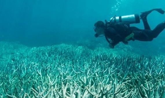 At least two-thirds of the Great Barrier Reef has been bleached under the extreme stress of marine heat waves. Image credit: The Ocean Agency/XL Catlin Seaview Survey.