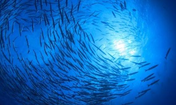 high seas MPAs