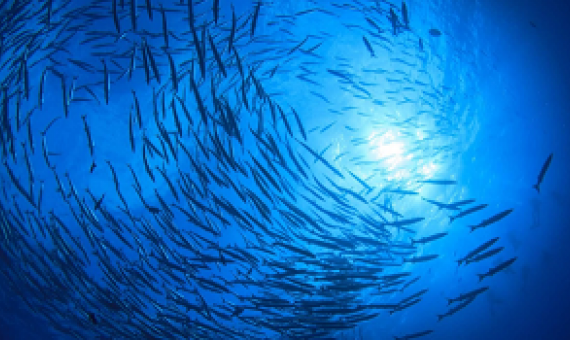 school of fish