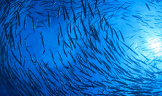 marine environments