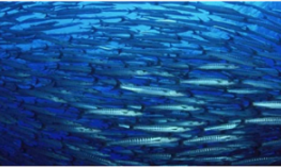 school of fish