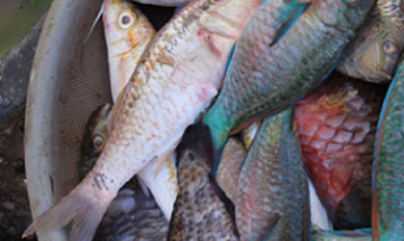 fish basket
