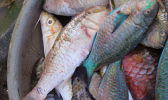 fish in basket