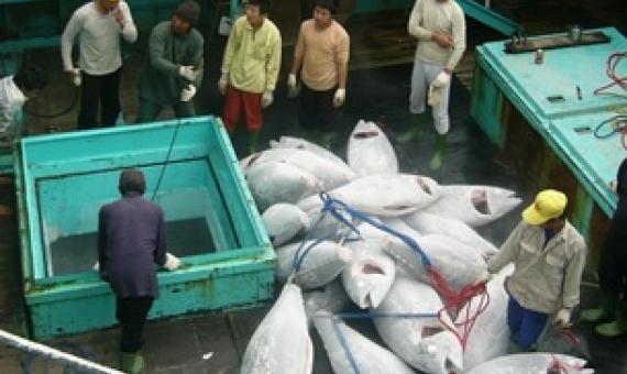 One year later, COVID-19 still preventing fishery observer deployments in the Pacific. Credit - Human Rights At Sea