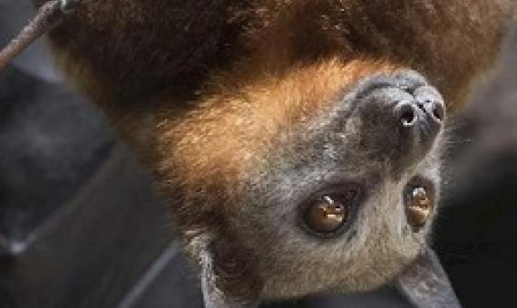 Flying Fox