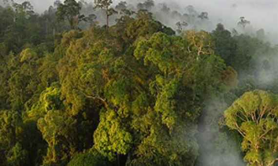 intact native rainforest