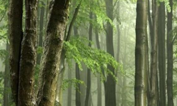 Tropical Forest. Credit -CC0 Public Domain
