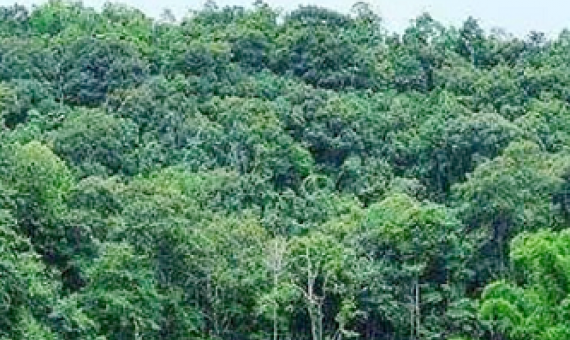 forests