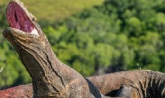 komodo dragon