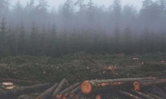 logged forest