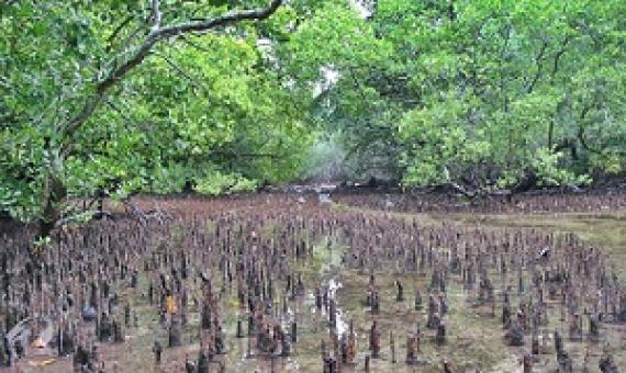 Madmad Island, Namorik. Marshall Islands. Credit - V. Jungblut, SPREP