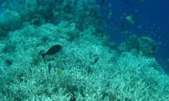 https://phys.org/news/2020-04-ocean-deoxygenation-silent-driver-coral.html?utm_source=nwletter&utm_medium=email&utm_campaign=daily-nwletter
