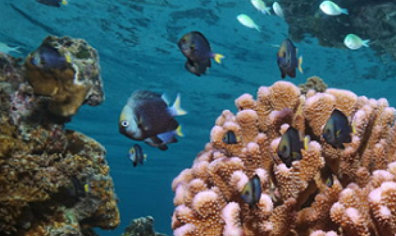 corals and fish