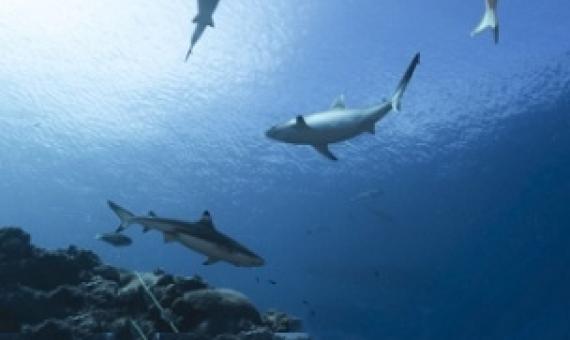 sharks near reef