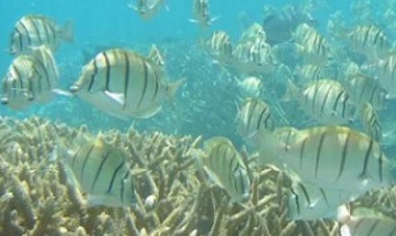 A large shoal of herbivorous surgeonfish (Acanthurus triostegus) swims amongst tropical reef corals. Credit: Elizabeth Madin, University of Hawai'i
