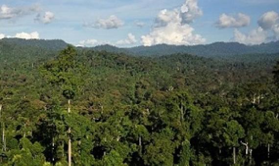forest in Borneo, Malaysia. Credit - Rhett Butler, www.mongabay.com