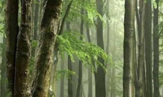 tropical forests