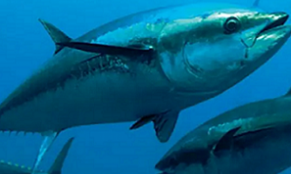 Tuna fisheries. credit - FFA