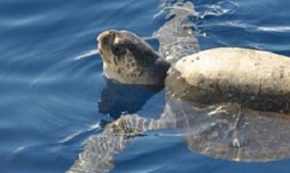 The green sea turtle. Photo: Constanza S. Mora, (CC BY 2.0)