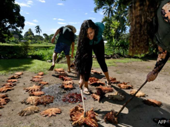 Crown of Thorns Starfish