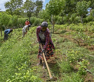 Credit: Ishara S. Kodikara/AFP via Getty Tea pickers in Sri Lanka remove weeds from an organic tea plantation. Credit: Ishara S. Kodikara/AFP via Getty